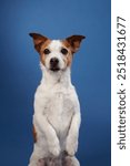 A Jack Russell Terrier sits up on its hind legs against a blue background, looking curiously at the camera. The dog curious gaze adds a playful touch to the portrait.