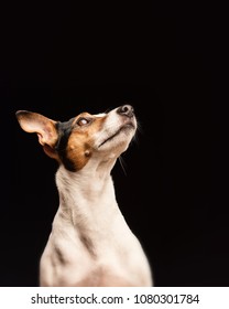 Jack Russell Terrier, sitting in front of black background - Shutterstock ID 1080301784