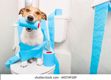 Jack russell terrier, sitting on a toilet seat with digestion problems or constipation looking very sad and toilet paper rolls everywhere