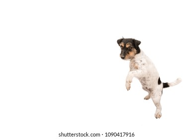 Jack Russell Terrier, Small Dog Is Dancing And Standing On His Hind Legs, Isolated Against White Background