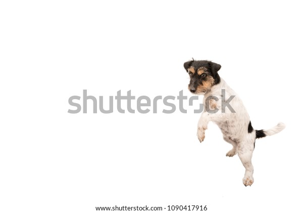 small dog dancing