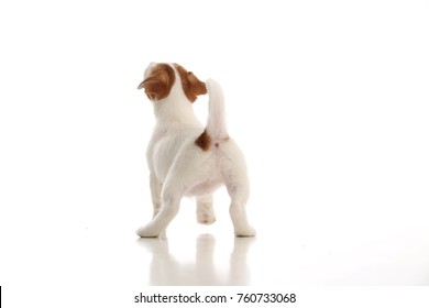 Dog Back View Images Stock Photos Vectors Shutterstock