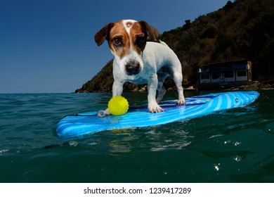 Splash Animal Images Stock Photos Vectors Shutterstock