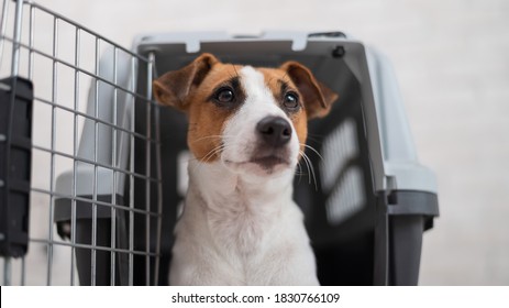 Jack russell terrier in a travel box. Obedient dog in carry for safe transport