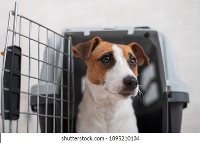Jack russell terrier in a travel box. Obedient dog in carry for safe transport