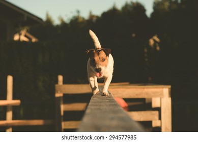 Jack Russell Terrier Walking On A Beam