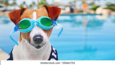 Jack Russell Terrier wearing goggles, dog jack russell terrier dressed in sailor`s vest on the background of the pool, beach, vacation, holiday, eyewear, glasses closeup,  rescuers of water, lifeguard