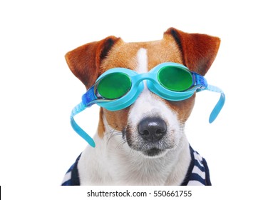 Jack Russell Terrier wearing goggles, dog jack russell terrier dressed in sailor`s vest isolated on white background, eyewear, glasses, closeup, lifeguard, swimmer