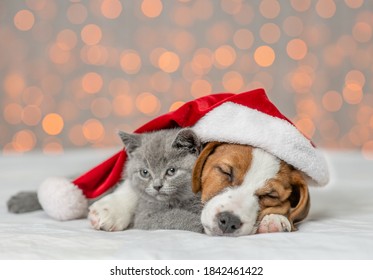 Jack russell terrier wearing santa's hat hugs kitten. Pets sleep together on festive background