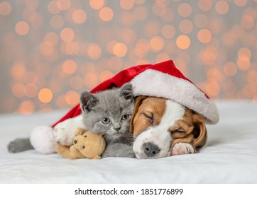Jack russell terrier wearing santa's hat sleeps and hugs kitten on festive background. Cute kitten embraces toy bear