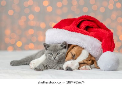 Jack russell terrier wearing santas hat embraces kitten. Pets sleep together on festive background