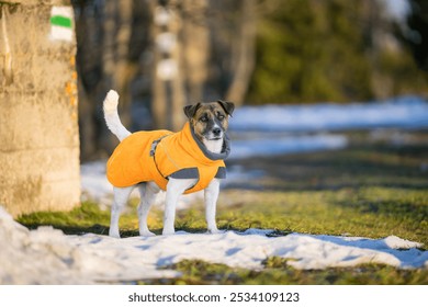 Jack Russell Terrier in winter clothes standing in the snow. Jack Russell Terrier in dog coat on cold Winter day. - Powered by Shutterstock