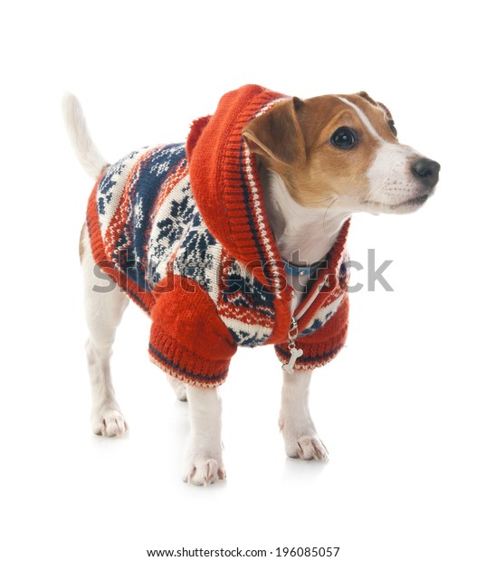 jack russell terrier clothes