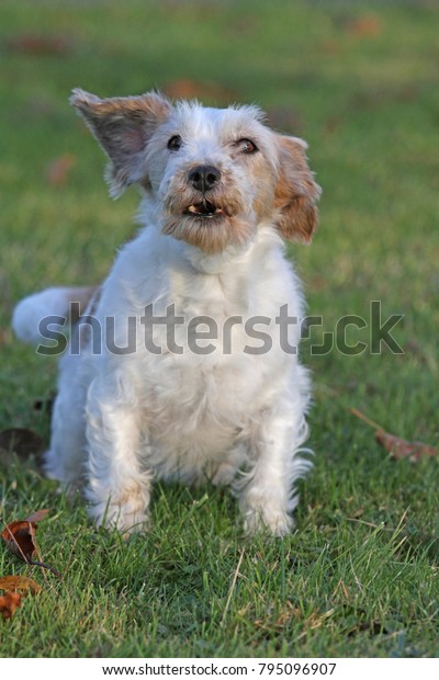 Jack Russell Terrier Wirehaired Stock Photo Edit Now 795096907