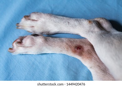 Jack Russell Terriers Has Wound On Stock Photo 1449420476 | Shutterstock