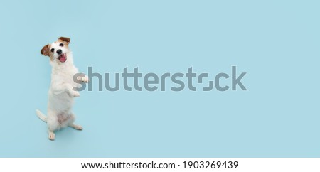 Jack russell trick. Dog sitting on hind legs begging behaviour. Isolated on blue background.