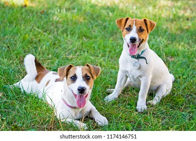 Wallows On Grass Images Stock Photos Vectors Shutterstock