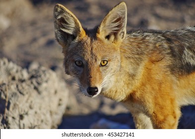 Jackal