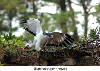 Jackal (Augur) Buzzard