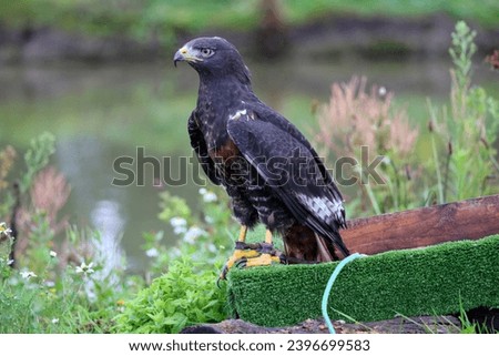Jackal buzzard during a raptor show in the Netherlands