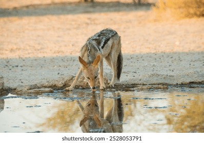 A jackal drinks from a waterhole in the Kalahari National Park, reflecting its image on the surface of the water