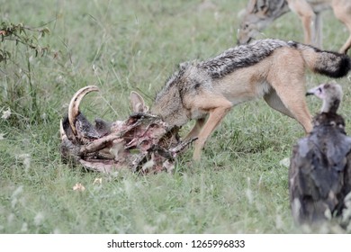 Jackal Eating Warthog