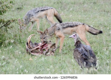 Jackal Eating Warthog