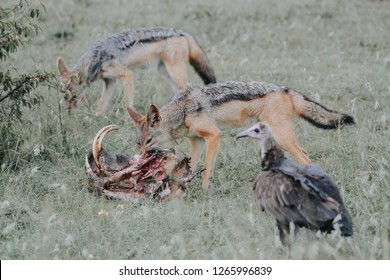 Jackal Eating Warthog