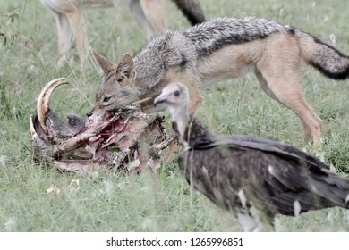 Jackal Eating Warthog