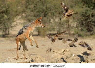 Jackal Hunting