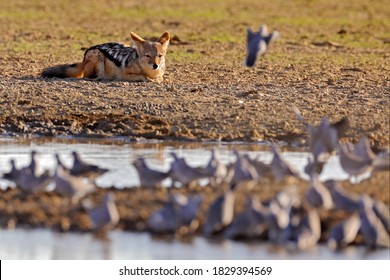 Jackal Hunting Birds Near Waterhole, Botswana, Africa.