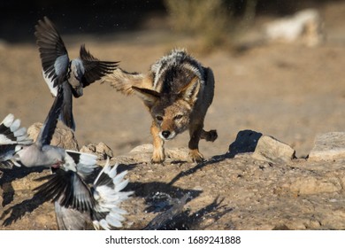 Jackal Hunting Cape Turtle Doves In Kgalagadi