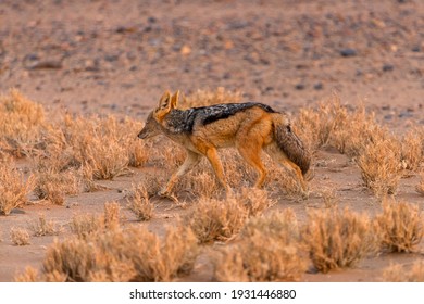 Jackal Hunting In The Dune Zone Of Sossusvlei, Namibia