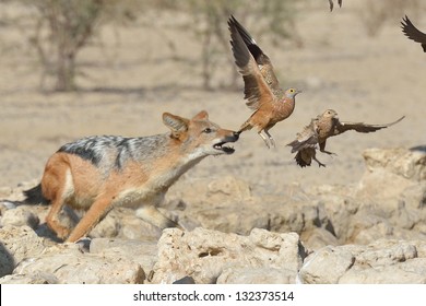 Jackal Hunting Sand Grouse