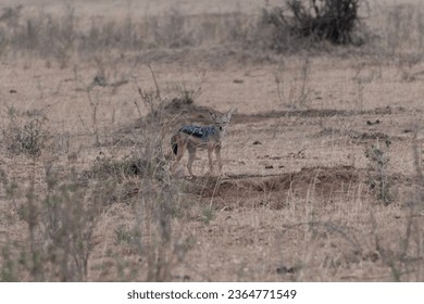 A Jackal looking to hunt in Masai Mara National Park Kenya Africa - Shutterstock ID 2364771549