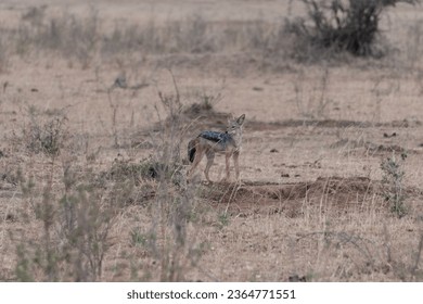 A Jackal looking to hunt in Masai Mara National Park Kenya Africa - Shutterstock ID 2364771551