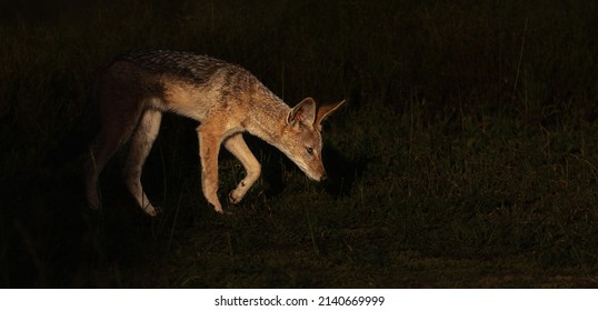 Jackal Out Hunting At Night , Captured With A Spotlight