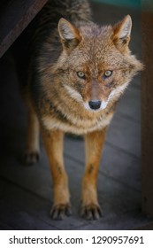 Jackal Stands On A Wooden Platform Near A Hut