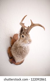 Jackalope