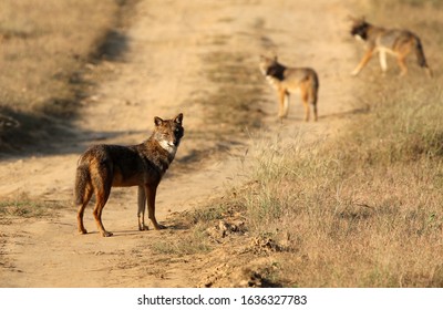 Jackals Kanha National Park India