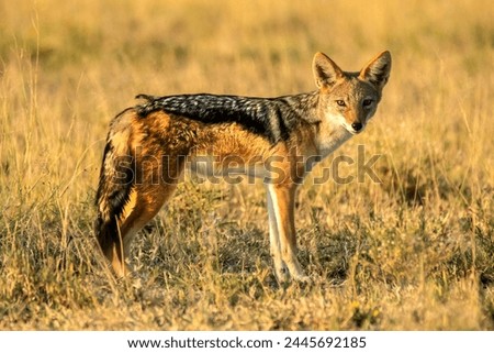 Jackals are medium-sized carnivores belonging to the Canidae family, which includes wolves and domestic dogs. They are primarily found in Africa and parts of Asia. Jackals are opportunistic feeders.