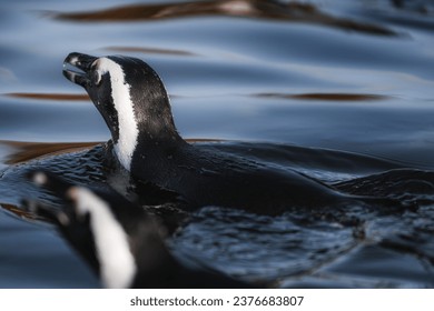 The jackass penguin (Spheniscus demersus) is swimming in the zoo . Jackass penguin also known as Cape penguin or South African penguin - Powered by Shutterstock