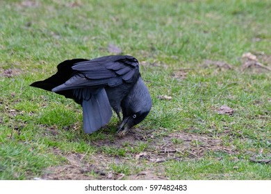 Jackdaw Being A Contortionist Trying To Get Food