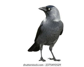Jackdaw bird (Corvus monedula) isolated on white background