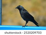 Jackdaw bird perched on post with bright background during summer