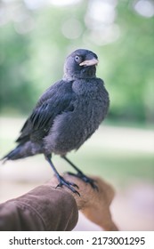 Jackdaw Bird Standing On Man's Arm