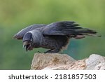 Jackdaw (Coloeus monedula) Adult perched on a rock.