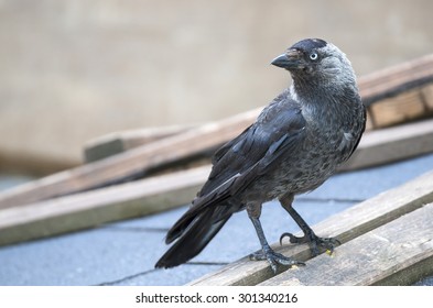 Jackdaw - Corvus Monedula