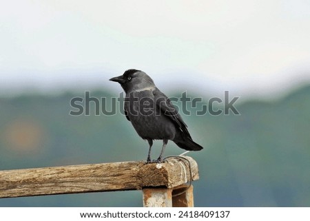 Jackdaw (Corvus monedula), corvidae (Corvidae), is a 33 cm tall bird species that lives in open areas, rocks and cities.