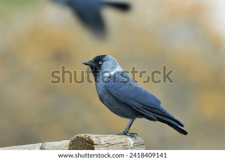 Jackdaw (Corvus monedula), corvidae (Corvidae), is a 33 cm tall bird species that lives in open areas, rocks and cities.